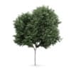 CGAxis Models Volume 62 3D Trees VI - Image 2