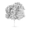 Field maple (Acer campestre)