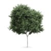 Field maple (Acer campestre)