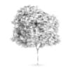 Field maple (Acer campestre)