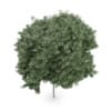 Field maple (Acer campestre)