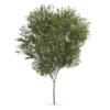 CGAxis Models Volume 62 3D Trees VI - Image 21