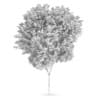 Common beech (Fagus sylvatica)
