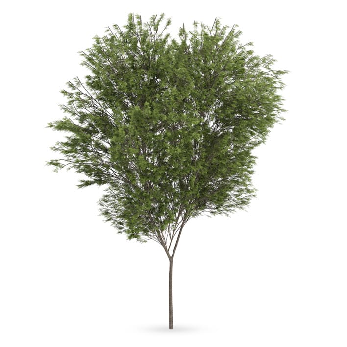 Common beech (Fagus sylvatica)