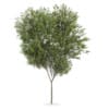 Common beech (Fagus sylvatica)