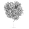 Common beech (Fagus sylvatica)