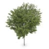 Common beech (Fagus sylvatica)
