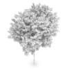 Common beech (Fagus sylvatica)