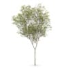 CGAxis Models Volume 62 3D Trees VI - Image 22