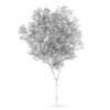 Common beech (Fagus sylvatica)