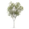 Common beech (Fagus sylvatica)