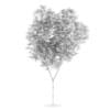 Common beech (Fagus sylvatica)
