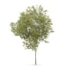 Common beech (Fagus sylvatica)