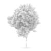 Common beech (Fagus sylvatica)