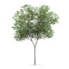 CGAxis Models Volume 62 3D Trees VI - Image 20