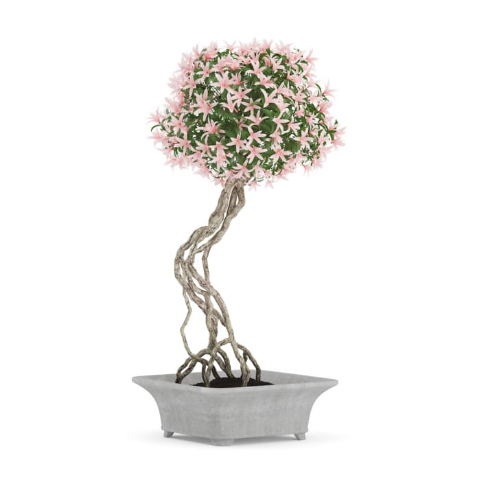 Flowering Tree in Concrete Vase