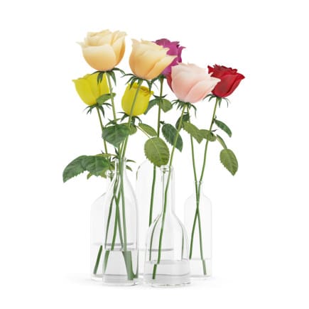 Roses in Glass Vases
