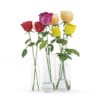 Roses in Glass Vases