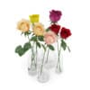 Roses in Glass Vases