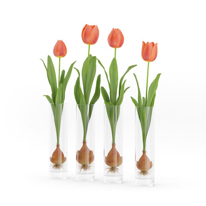 3d Four Tulips in Glasses