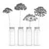 3d Wild Carrot Flowers in Glass Jars
