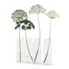 3d Wild Carrot Flowers in Glass Jars