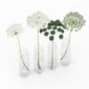 3d Wild Carrot Flowers in Glass Jars