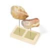 3d Rock Samples