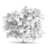 3d Japanese Maple