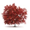 3d Japanese Maple