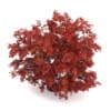 3d Japanese Maple