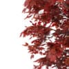 Japanese Maple (Acer Palmatum) - Image 7
