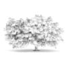 3d Japanese Maple