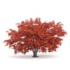 3d Japanese Maple