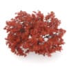 3d Japanese Maple