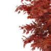 Japanese Maple (Acer Palmatum) - Image 7