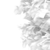 Japanese Maple (Acer Palmatum) - Image 8