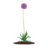 3d Allium Plant