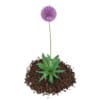 3d Allium Plant
