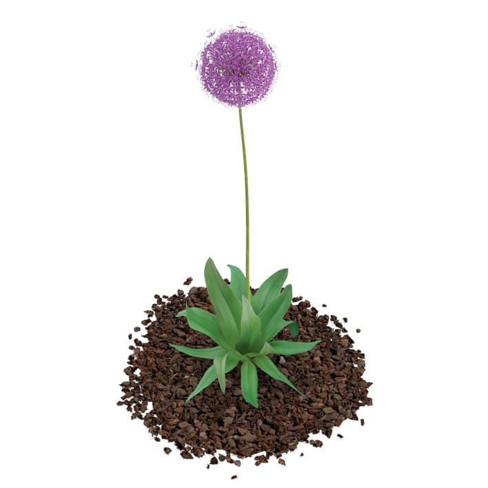 3d Allium Plant