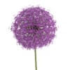 Allium Plant (Allium giganteum) - Image 7