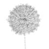 Allium Plant (Allium giganteum) - Image 8