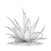 3d Aloe