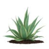 3d Aloe