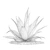 3d Aloe