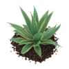 3d Aloe