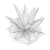 3d Aloe