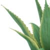 Aloe (Aloe Vera) - Image 7