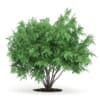 3d Amur Maple