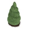 3d Boxwood plant
